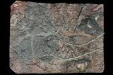 Silurian Fossil Crinoid (Scyphocrinites) Plate - Morocco #118540-1